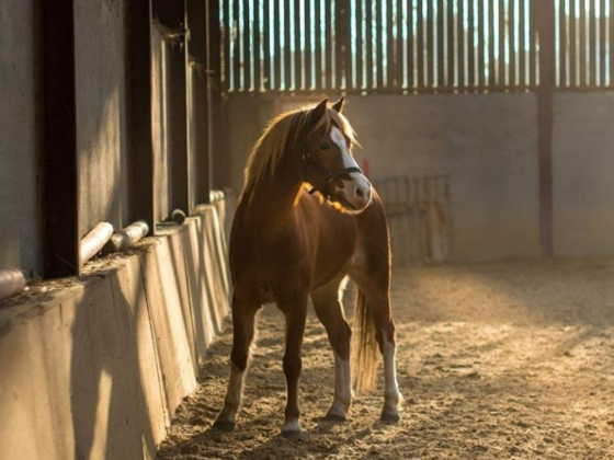 Caballo Equestrian Club