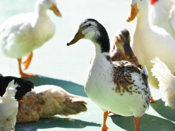 Animal Sanctuary