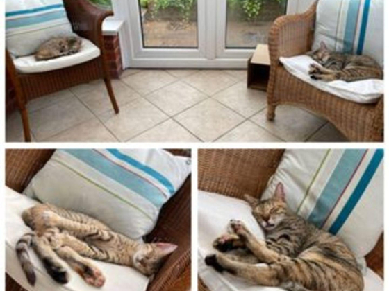 Pawsome Pets