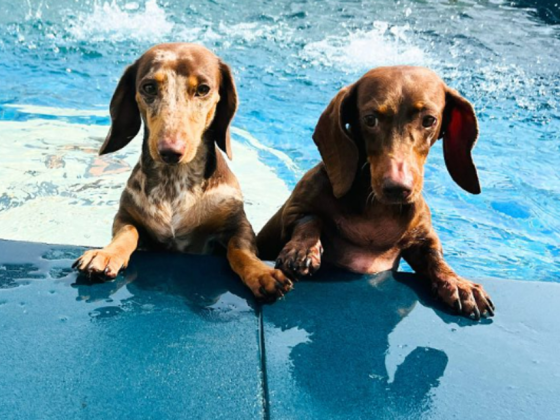 My Buddy Pet Care