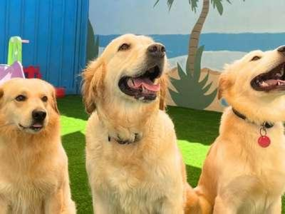 My Buddy Pet Care