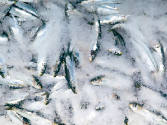 Ibrahim Al Shamsi Fish Trading