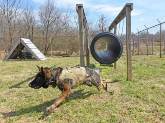 Dogizone Pets Training