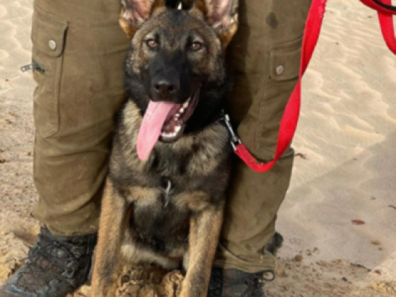 Dogizone Pets Training