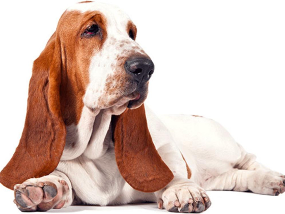 Happy Puppy Grooming Boutique
