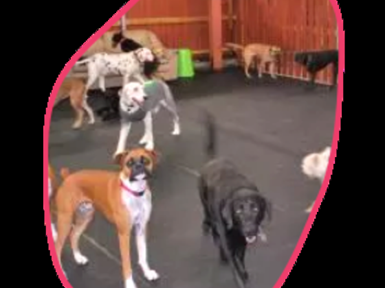 Happy Puppy Grooming Boutique