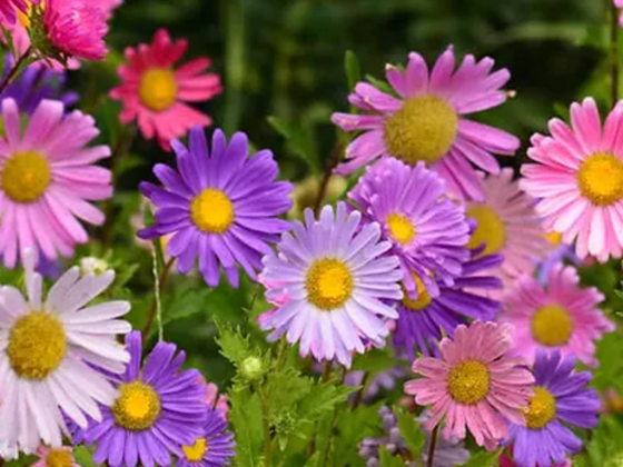 Creative Garden