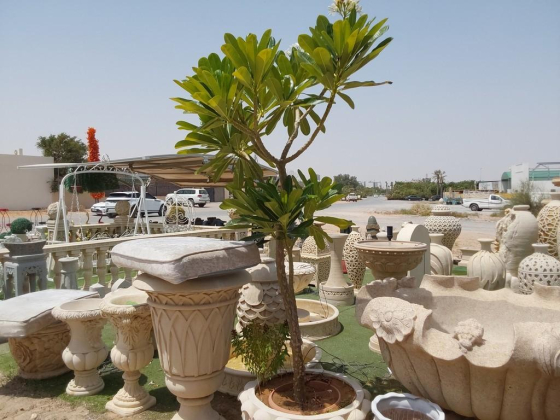 Art Mainland Landscape & Gardening Works & Maintenance