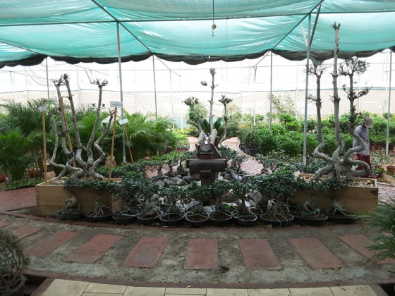 Srg Nurseries