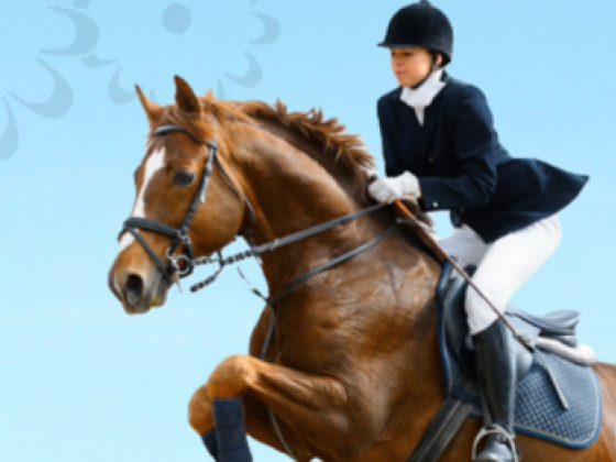 City Knights Horse Requisites