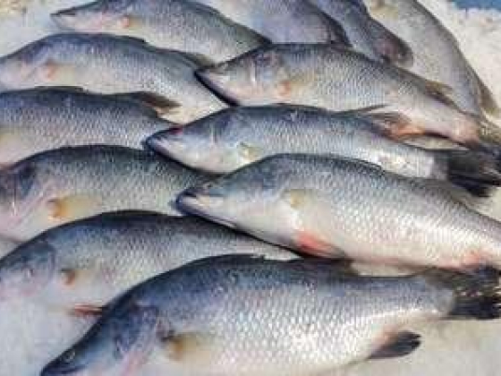 Muhammad Mahfooz Fish Trading