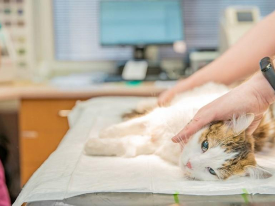 Royal Pets Veterinary Clinic