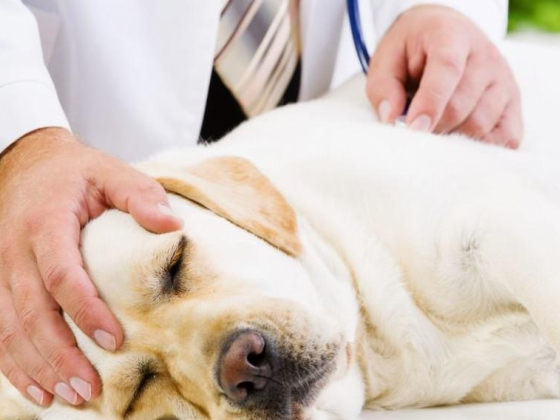 Royal Pets Veterinary Clinic