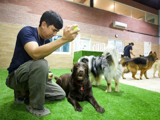 Pets Ville