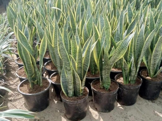 Al Shamil Flowers & Ornamental Plants Trading