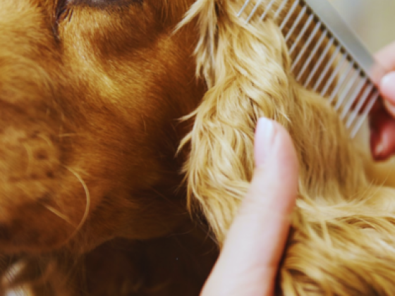 Pawfection Domestic Pets Grooming